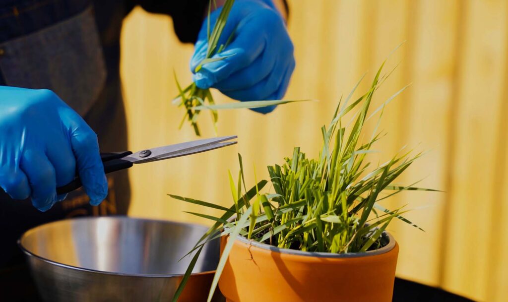 harvesting lemon grass